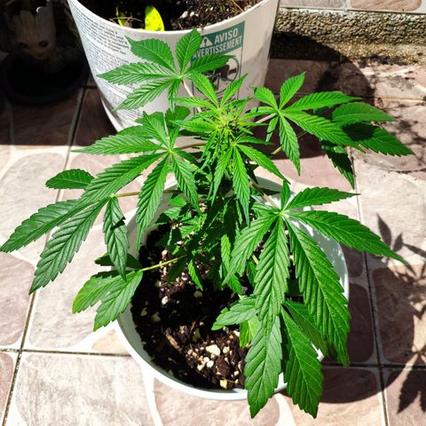 Auto Jack Herer growlog timeline photo