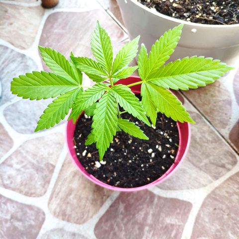 Franco's Lemon Cheese growlog timeline photo