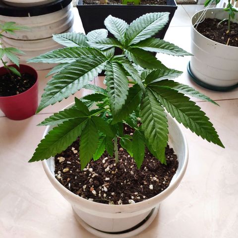 Bubba Kush growlog timeline photo
