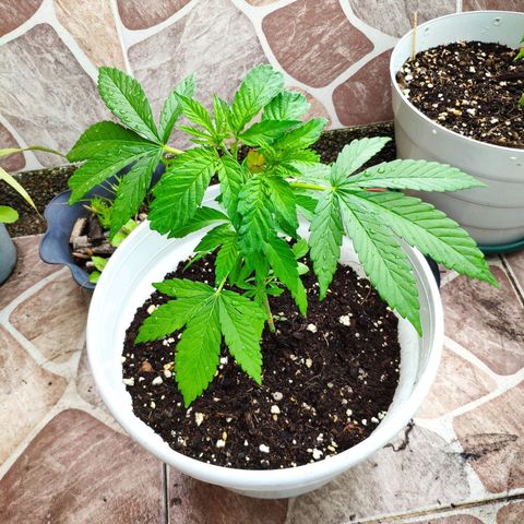 Franco's Lemon Cheese growlog timeline photo