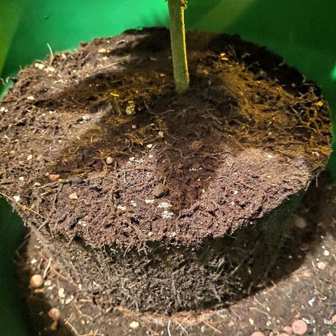 Bubba Kush growlog timeline photo