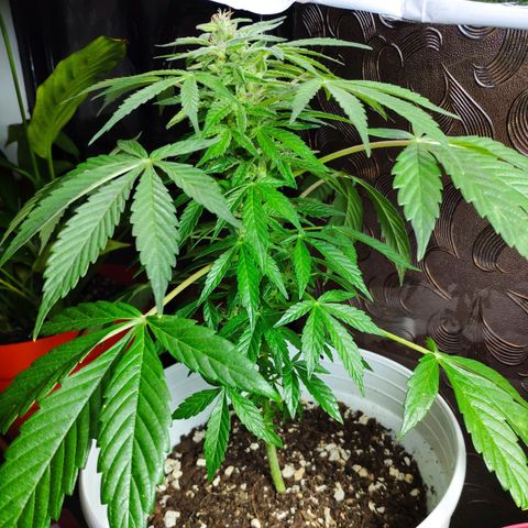 Auto Jack Herer growlog timeline photo
