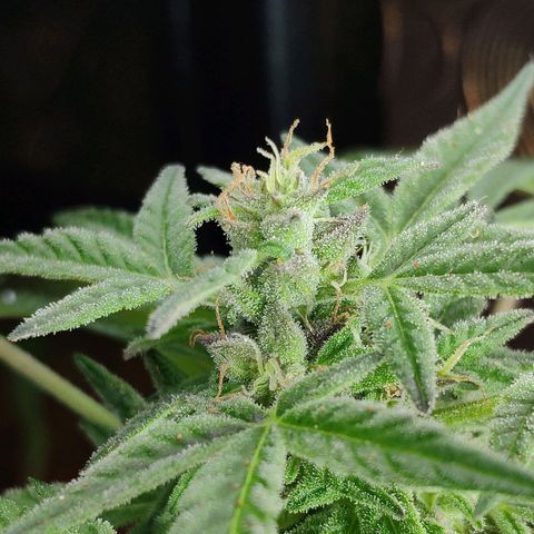 Auto Jack Herer growlog timeline photo