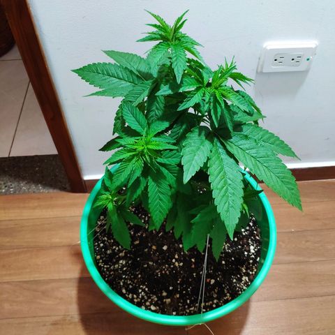 Bubba Kush growlog timeline photo