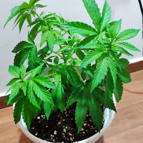 Franco's Lemon Cheese growlog timeline photo