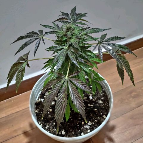 Auto Jack Herer growlog timeline photo