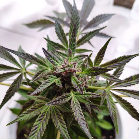 Auto Jack Herer growlog timeline photo