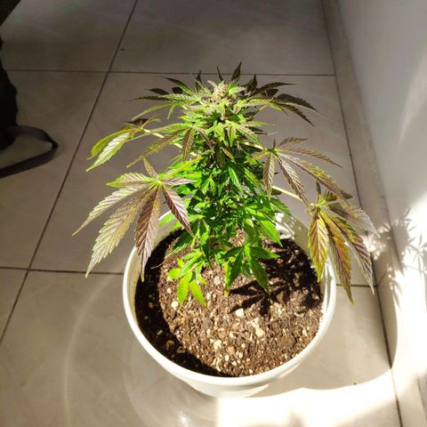 Auto Jack Herer growlog timeline photo