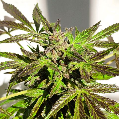 Auto Jack Herer growlog timeline photo