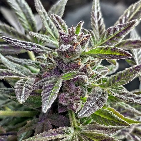 Auto Jack Herer growlog timeline photo