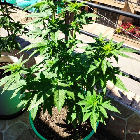 Bubba Kush growlog timeline photo