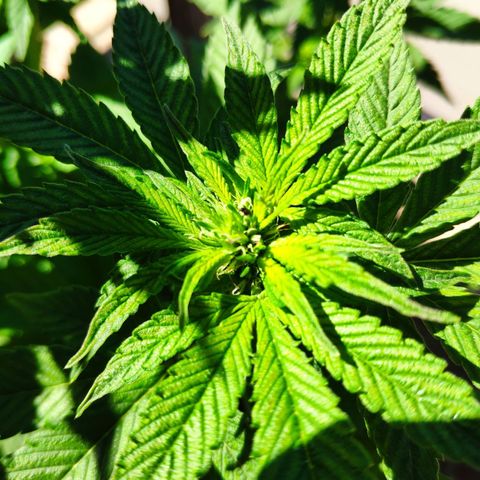 Bubba Kush growlog timeline photo