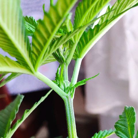 Franco's Lemon Cheese growlog timeline photo
