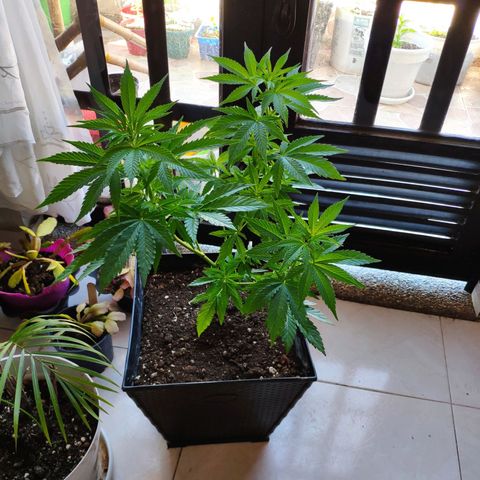 Franco's Lemon Cheese growlog timeline photo