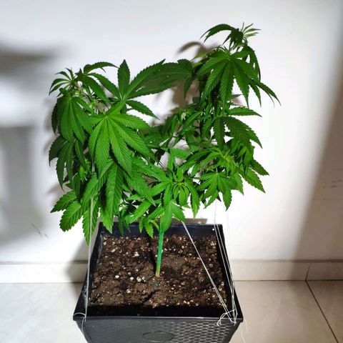 Franco's Lemon Cheese growlog timeline photo