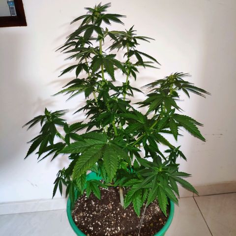 Bubba Kush growlog timeline photo