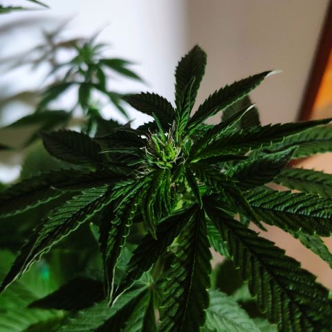 Bubba Kush growlog timeline photo