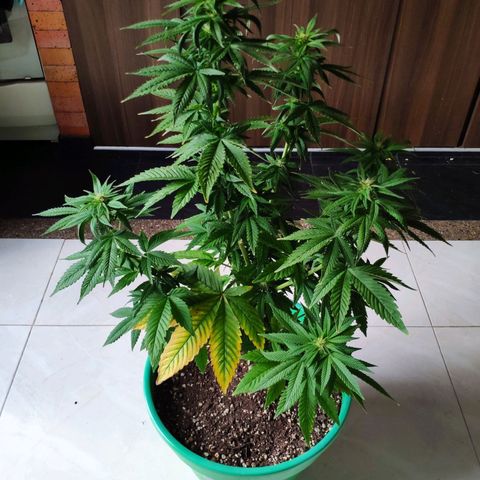 Bubba Kush growlog timeline photo
