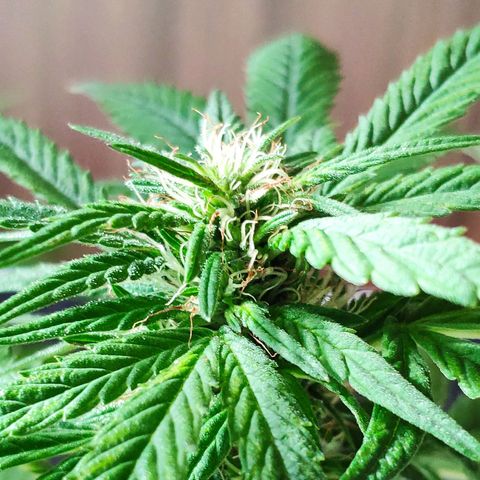 Bubba Kush growlog timeline photo