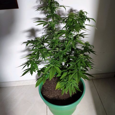 Bubba Kush growlog timeline photo