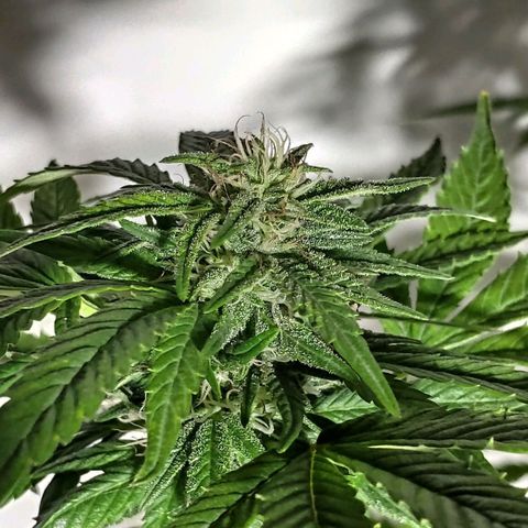Bubba Kush growlog timeline photo