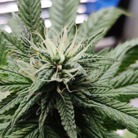 Bubba Kush growlog timeline photo