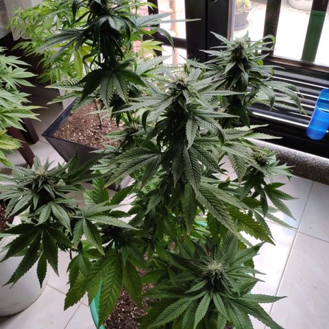 Bubba Kush growlog timeline photo