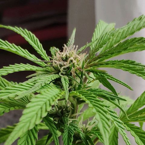 Franco's Lemon Cheese growlog timeline photo