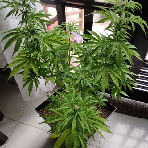 Franco's Lemon Cheese growlog timeline photo