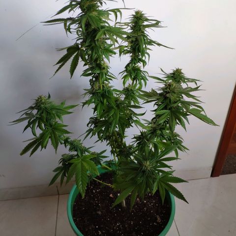 Bubba Kush growlog timeline photo