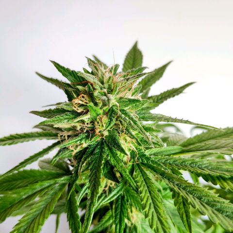 Bubba Kush growlog timeline photo