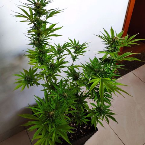 Franco's Lemon Cheese growlog timeline photo