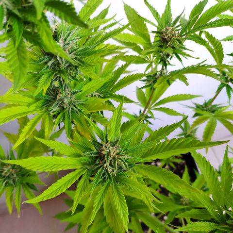 Franco's Lemon Cheese growlog timeline photo