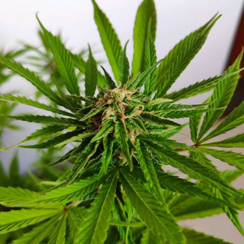 Franco's Lemon Cheese growlog timeline photo