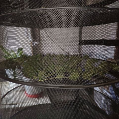 Franco's Lemon Cheese growlog timeline photo