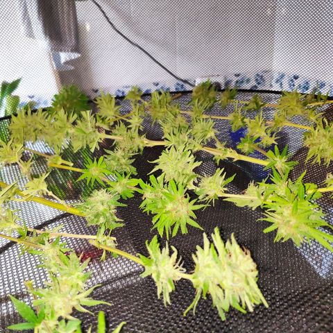 Franco's Lemon Cheese growlog timeline photo