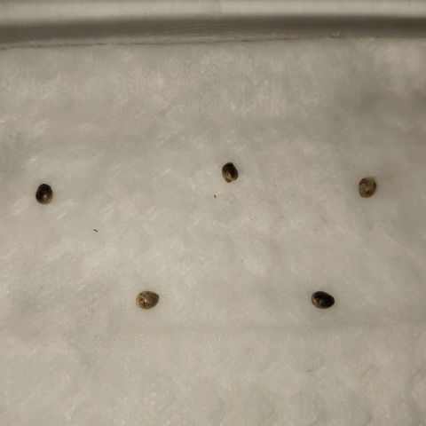Jack Herer V1 growlog timeline photo