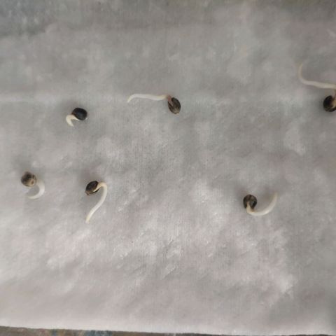 Jack Herer V1 growlog photo: transplante a suelo