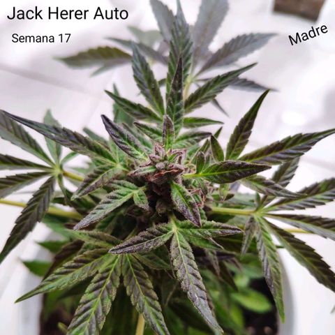 Jack Herer V1 growlog photo: Padres