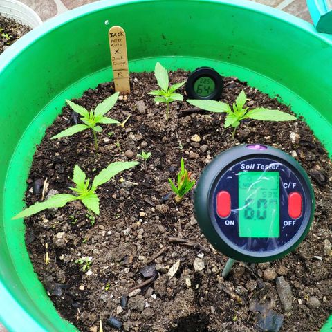 Jack Herer V1 growlog timeline photo