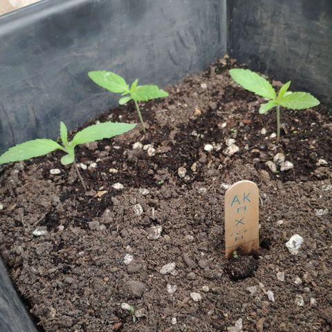 AK growlog timeline photo