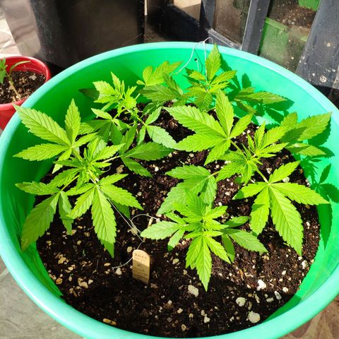 Jack Herer V1 growlog photo: 4 sentido del reloj más olor al padre estructura a madre y vigor