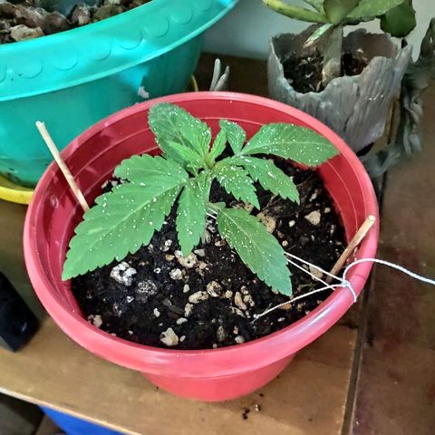 Bubba Kush growlog timeline photo