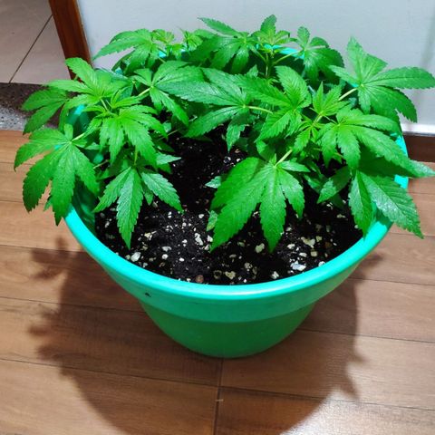 Jack Herer V1 growlog timeline photo