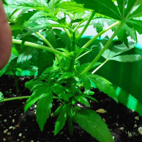 Jack Herer V1 growlog timeline photo
