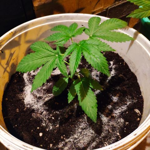 Bubba Kush growlog timeline photo