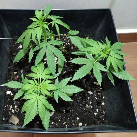 AK growlog timeline photo