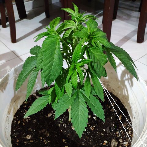 Bubba Kush growlog timeline photo