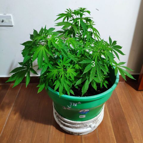 Jack Herer V1 growlog photo: Ezquejes 