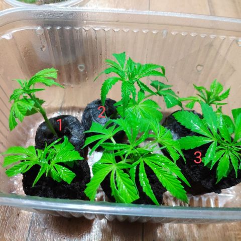 Jack Herer V1 growlog photo: Ezquejes 